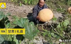 礼县网红吃瓜事件真相揭秘,揭秘背后的真相与争议