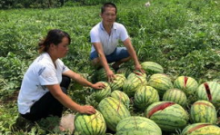平邑网红吃瓜事件真相,真相背后的网络风波