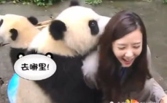 和小姐姐一起去看熊猫馆,与小姐姐共赏国宝风采