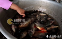 越南小姐姐抓椰子鸡,小姐姐抓椰子鸡的温馨瞬间