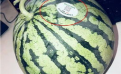 各大国网红吃瓜,揭秘各国热门事件背后的网络狂欢