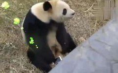 和小姐姐一起去看熊猫馆,与小姐姐共赏国宝风采