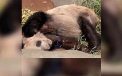 和小姐姐一起去看熊猫馆,与小姐姐共赏国宝风采